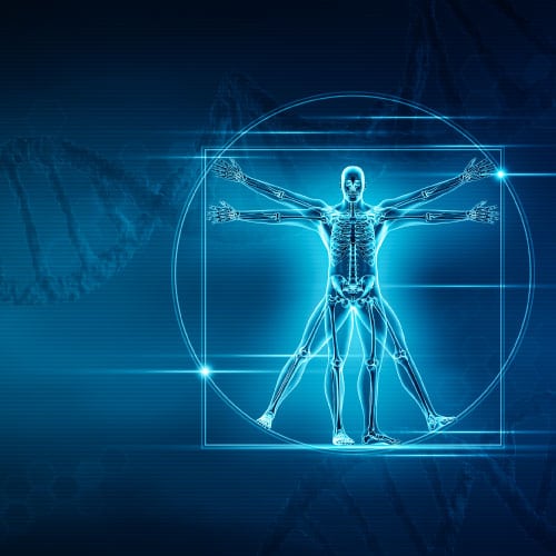 Le corps humain, un système énergétique complet