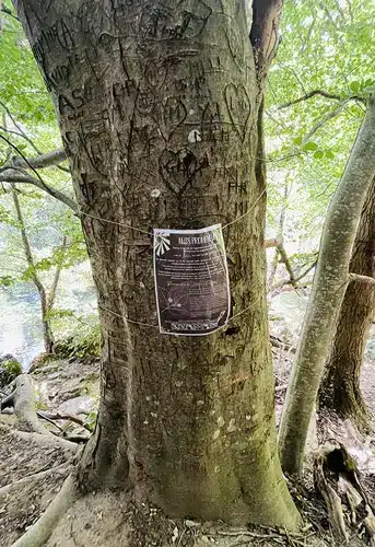 Arbre avec multiples gravures sur son écorce et une affiche d'information