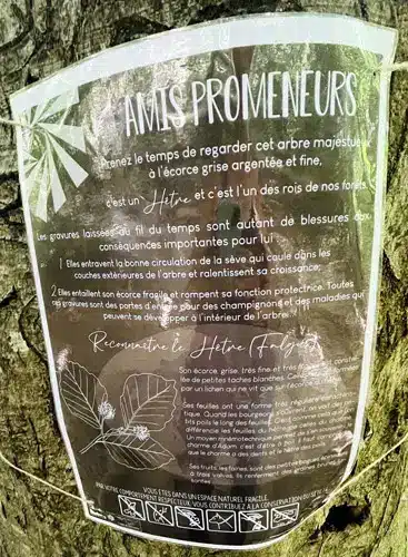 Arbre avec multiples gravures sur son écorce et zoom sur une affiche d'information